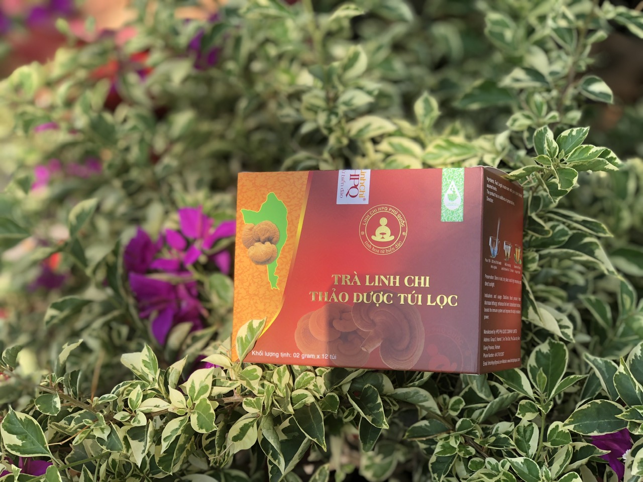 Trà Linh Chi-Thảo Mộc Tự Nhiên